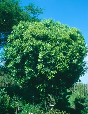 Vepris lanceolata - indigenous plant nursery